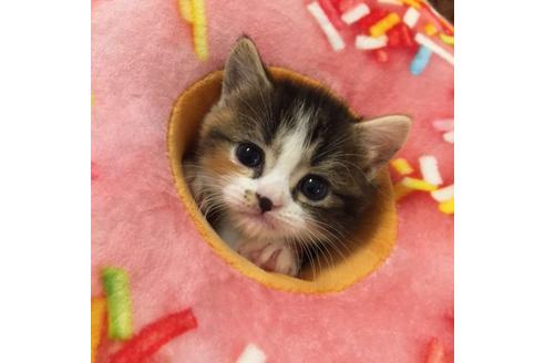 成約済の大阪府のマンチカン-2669の4枚目