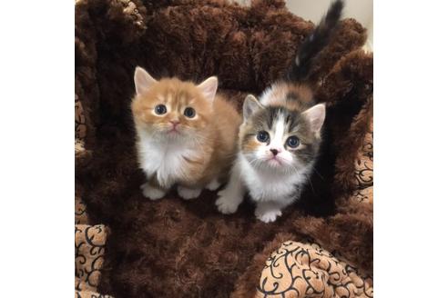 成約済の大阪府のマンチカン-2669の2枚目