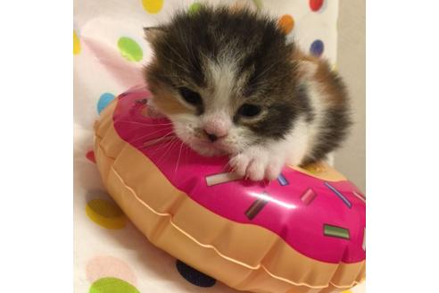 成約済の大阪府のマンチカン-2669の1枚目