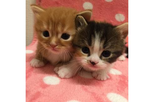 成約済の大阪府のマンチカン-2670の2枚目