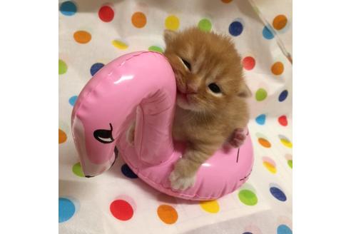 成約済の大阪府のマンチカン-2670の1枚目