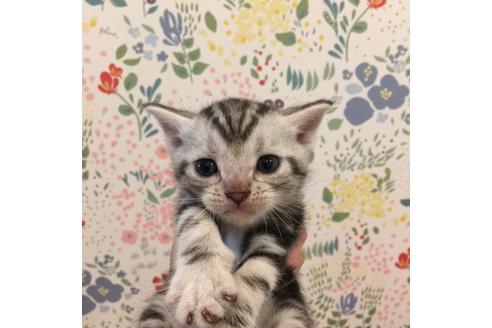 成約済の大阪府のアメリカンショートヘア-2360の4枚目