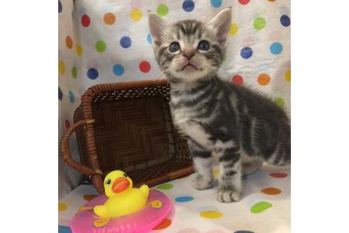 成約済の大阪府のアメリカンショートヘア-2360の3枚目