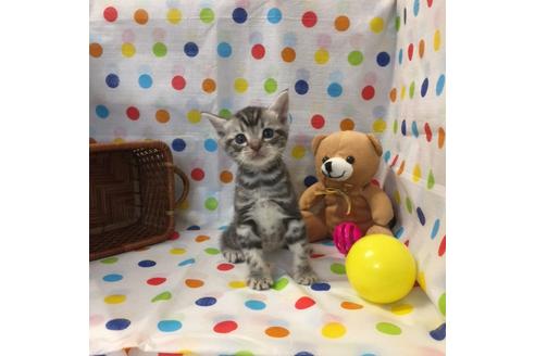 成約済の大阪府のアメリカンショートヘア-2360の2枚目