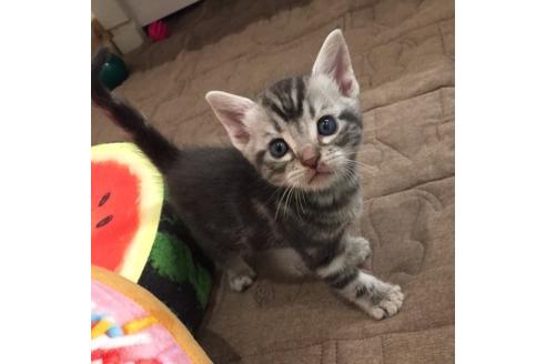 成約済の大阪府のアメリカンショートヘア-2360の1枚目