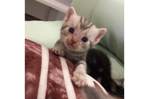 成約済の大阪府のアメリカンショートヘア-2359の2枚目