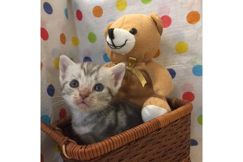 成約済の大阪府のアメリカンショートヘア-2359の1枚目