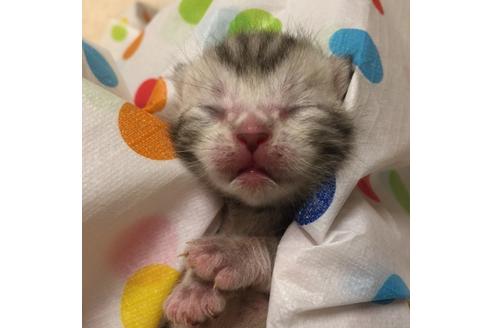 成約済の大阪府のアメリカンショートヘア-2362の4枚目