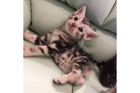 成約済の大阪府のアメリカンショートヘア-2362の3枚目