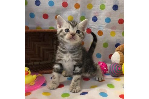 成約済の大阪府のアメリカンショートヘア-2362の2枚目