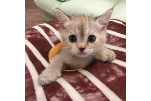 成約済の大阪府のマンチカン-2479の3枚目