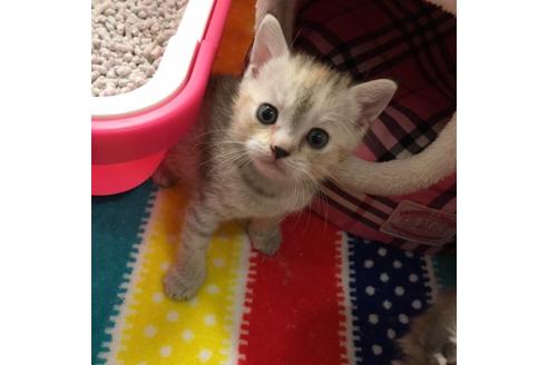 成約済の大阪府のマンチカン-2479の2枚目