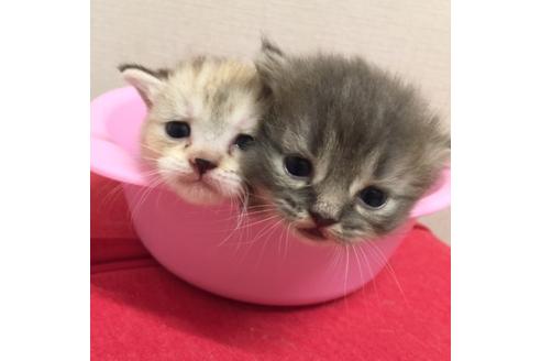 成約済の大阪府のマンチカン-2479の1枚目