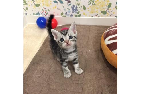 成約済の大阪府のアメリカンショートヘア-2361の3枚目