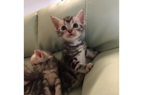 成約済の大阪府のアメリカンショートヘア-2361の2枚目