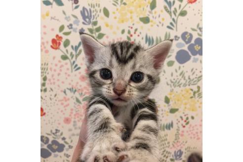 成約済の大阪府のアメリカンショートヘア-2361の1枚目