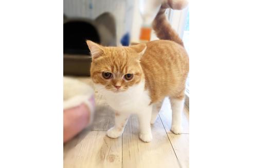 成約済の佐賀県のスコティッシュフォールド-2748の4枚目