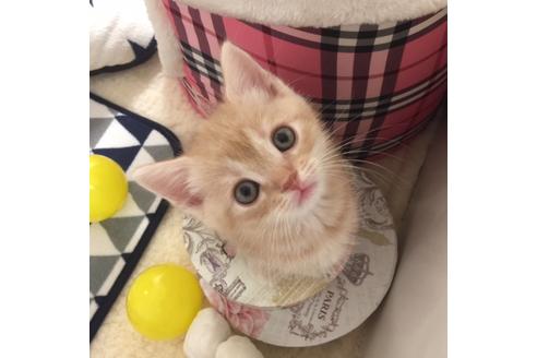 成約済の大阪府のスコティッシュフォールド-2851の5枚目