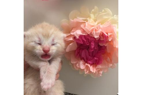 成約済の大阪府のスコティッシュフォールド-2851の3枚目