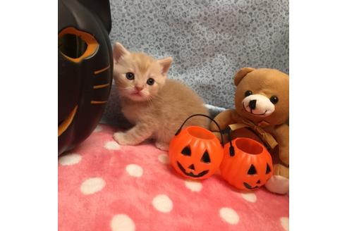 成約済の大阪府のスコティッシュフォールド-2851の2枚目