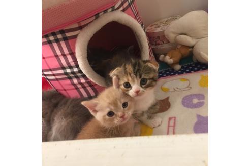 成約済の大阪府のスコティッシュフォールド-2851の1枚目