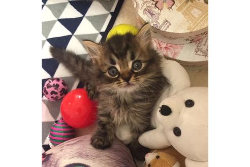 成約済の大阪府のスコティッシュフォールド-2852の5枚目