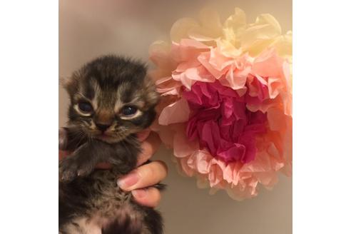 成約済の大阪府のスコティッシュフォールド-2852の4枚目