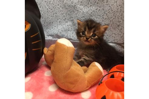 成約済の大阪府のスコティッシュフォールド-2852の3枚目