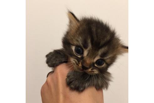 成約済の大阪府のスコティッシュフォールド-2852の2枚目