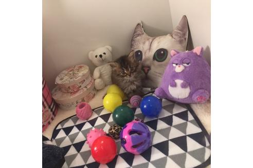 成約済の大阪府のスコティッシュフォールド-2852の1枚目