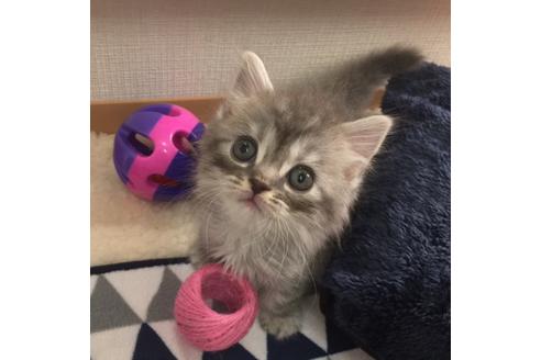 成約済の大阪府のスコティッシュフォールド-2854の5枚目