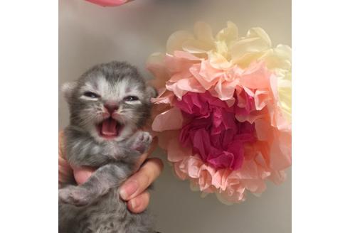 成約済の大阪府のスコティッシュフォールド-2854の4枚目