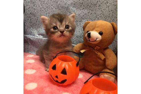 成約済の大阪府のスコティッシュフォールド-2854の3枚目