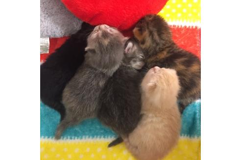 成約済の大阪府のスコティッシュフォールド-2854の2枚目