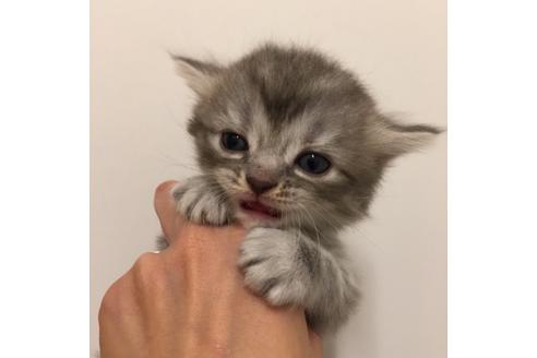 成約済の大阪府のスコティッシュフォールド-2854の1枚目