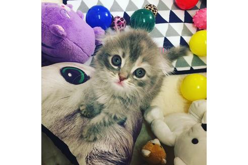 成約済の大阪府のスコティッシュフォールド-2855の5枚目