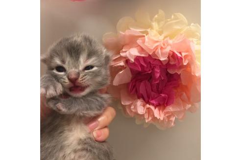 成約済の大阪府のスコティッシュフォールド-2855の4枚目