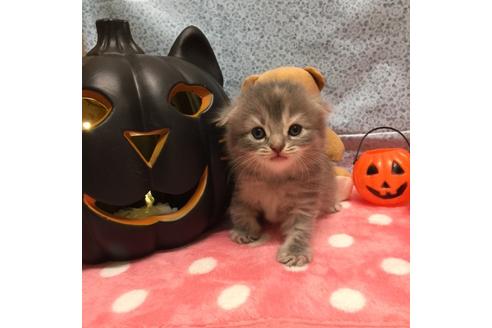 成約済の大阪府のスコティッシュフォールド-2855の3枚目