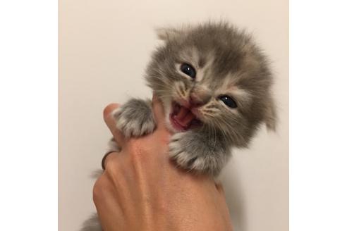 成約済の大阪府のスコティッシュフォールド-2855の2枚目