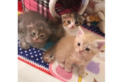 成約済の大阪府のスコティッシュフォールド-2855の1枚目