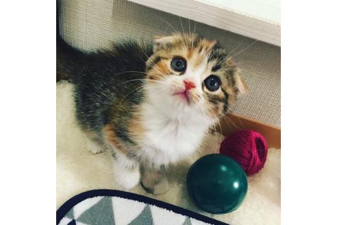 成約済の大阪府のスコティッシュフォールド-2856の5枚目