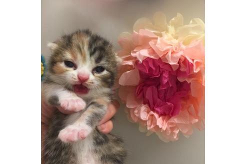 成約済の大阪府のスコティッシュフォールド-2856の4枚目