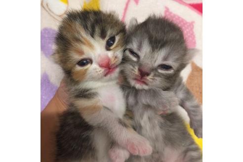 成約済の大阪府のスコティッシュフォールド-2856の3枚目