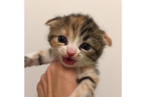 成約済の大阪府のスコティッシュフォールド-2856の2枚目