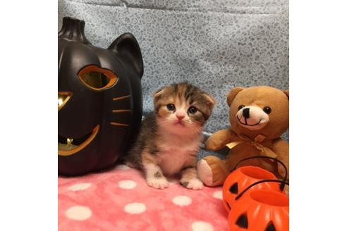 成約済の大阪府のスコティッシュフォールド-2856の1枚目