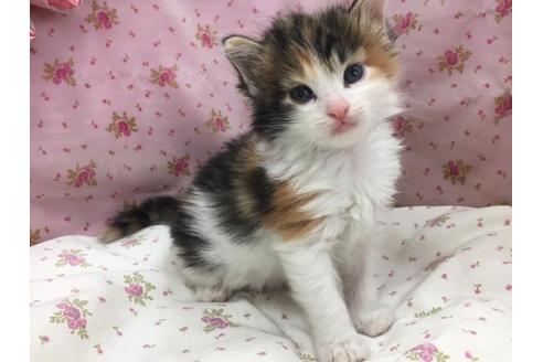 成約済の茨城県のメインクーン-2867の1枚目