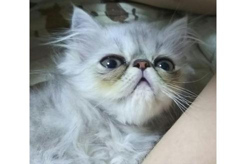 エキゾチックショートヘア 子猫id の詳細情報 愛知県 女の子 17 07 26生まれ シルバータビー 子猫ブリーダーナビ