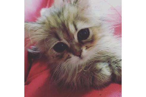 成約済の京都府のヒマラヤン-2884の3枚目