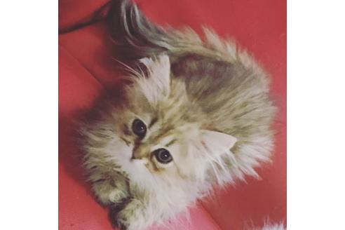 成約済の京都府のヒマラヤン-2884の1枚目