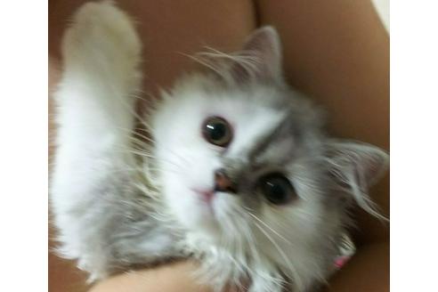 成約済の愛知県のペルシャ-2881の4枚目